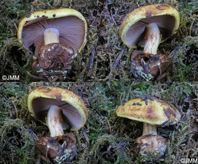 Cortinarius citrinolilacinus