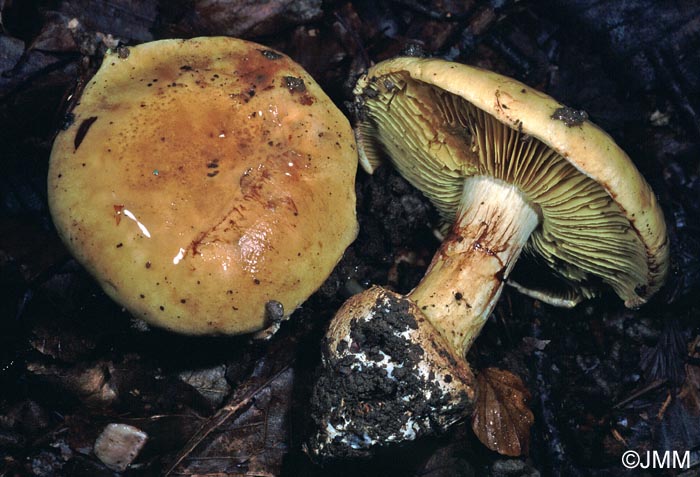 Cortinarius claroflavus