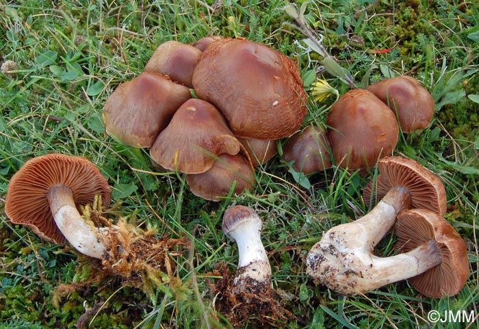 Cortinarius cohabitans