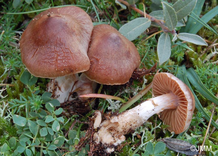 Cortinarius cohabitans