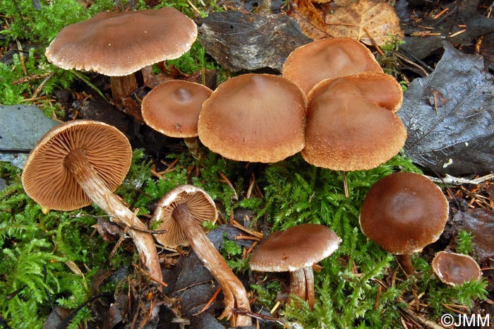 Cortinarius comptulus