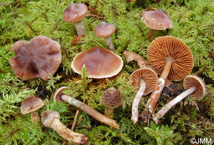 Cortinarius comptulus