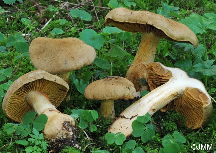 Cortinarius cotoneus