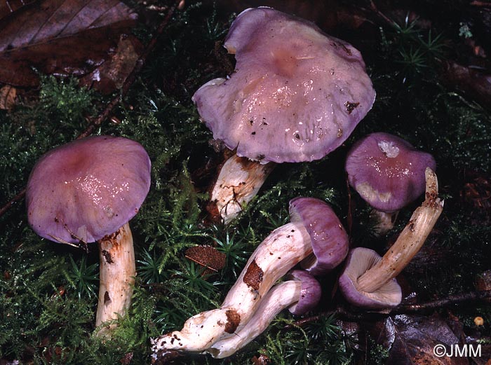 Cortinarius croceocaeruleus