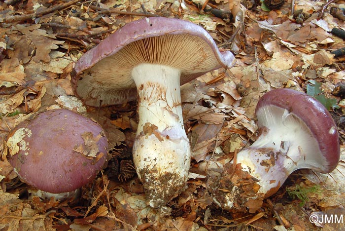 Cortinarius cumatilis