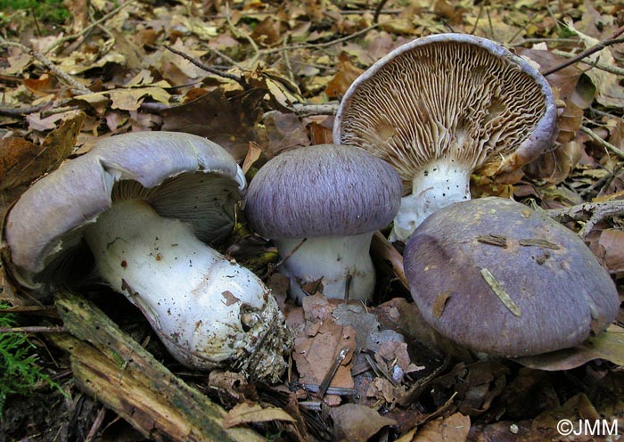 Cortinarius cumatilis