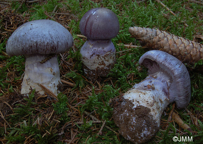 Cortinarius cumatilis f. robustus