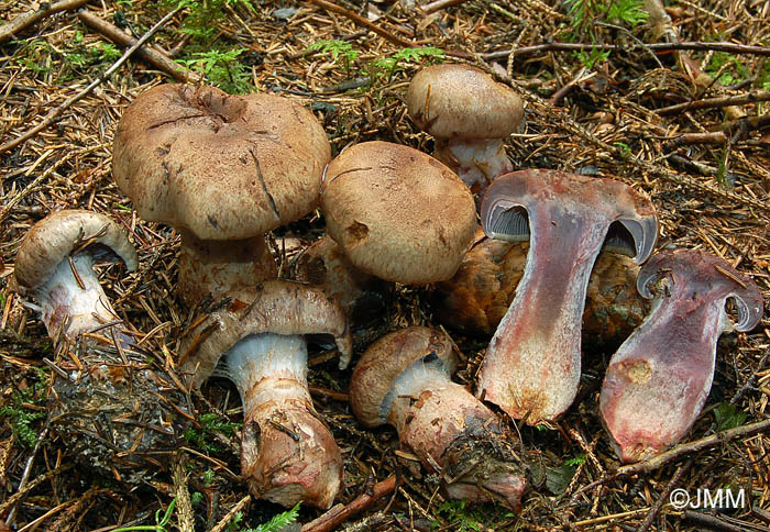 Cortinarius cyanites