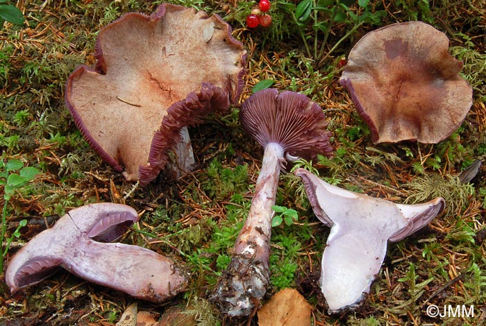 Cortinarius cyanites