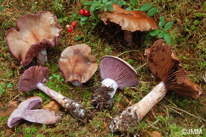 Cortinarius cyanites