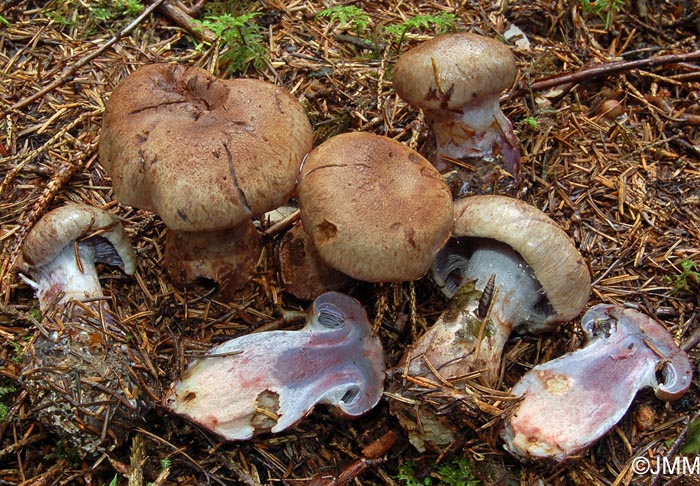 Cortinarius cyanites