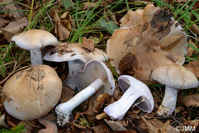 Cortinarius cyanobasalis