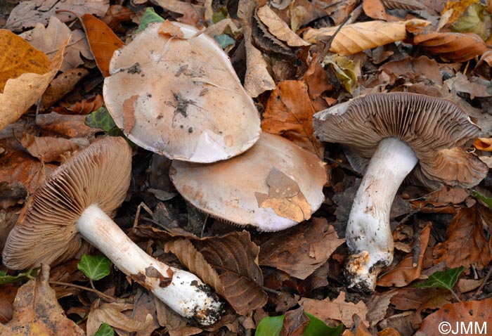 Cortinarius cyanobasalis