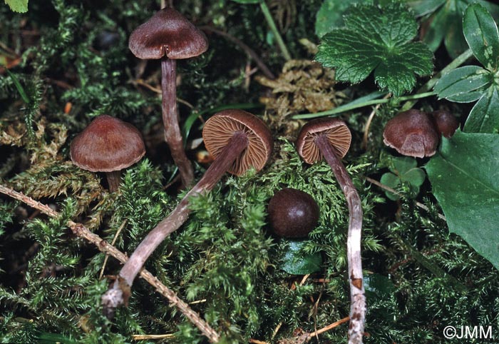 Cortinarius decipiens