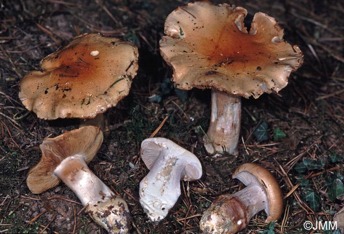 Cortinarius delaportei