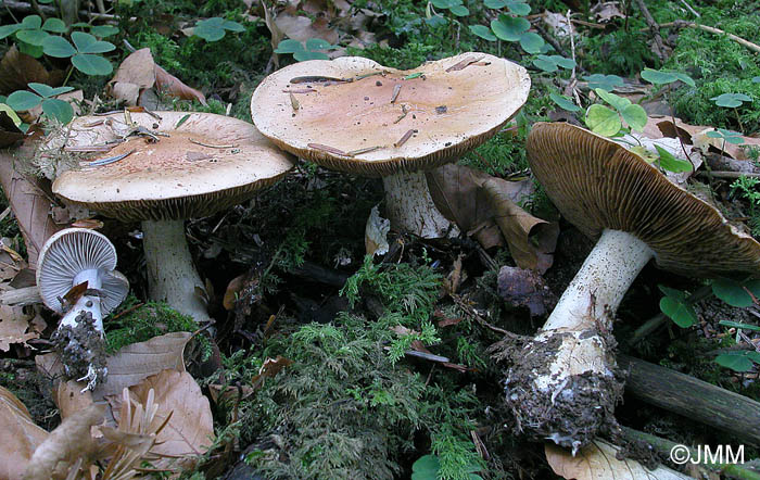 Cortinarius delaportei