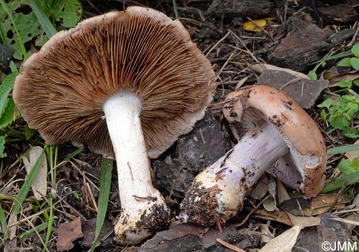 Cortinarius delaportei