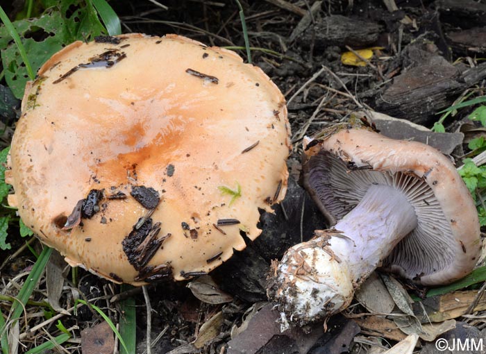 Cortinarius delaportei