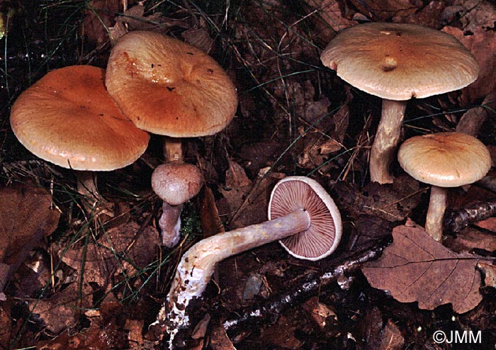 Cortinarius diabolicus