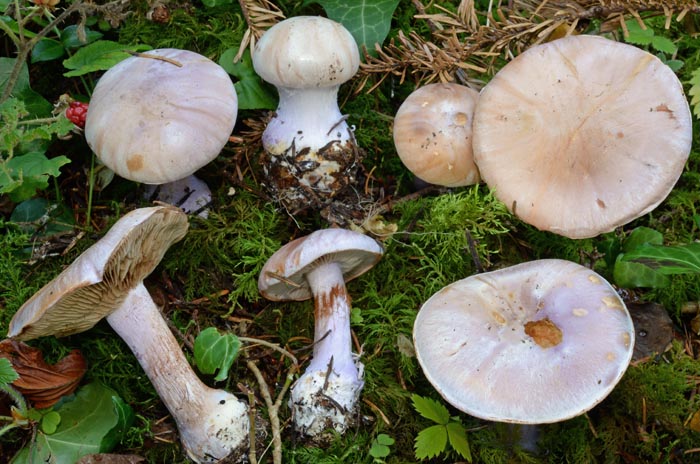 Cortinarius dibaphus