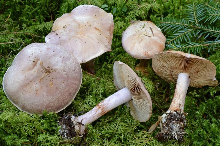 Cortinarius dibaphus