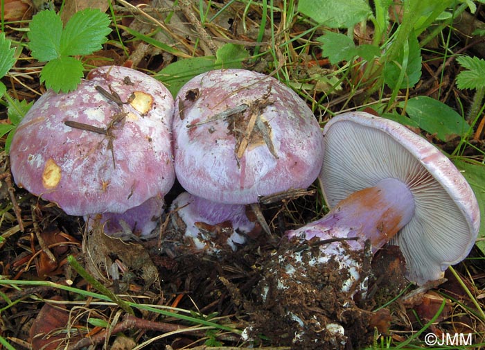 Cortinarius dibaphus