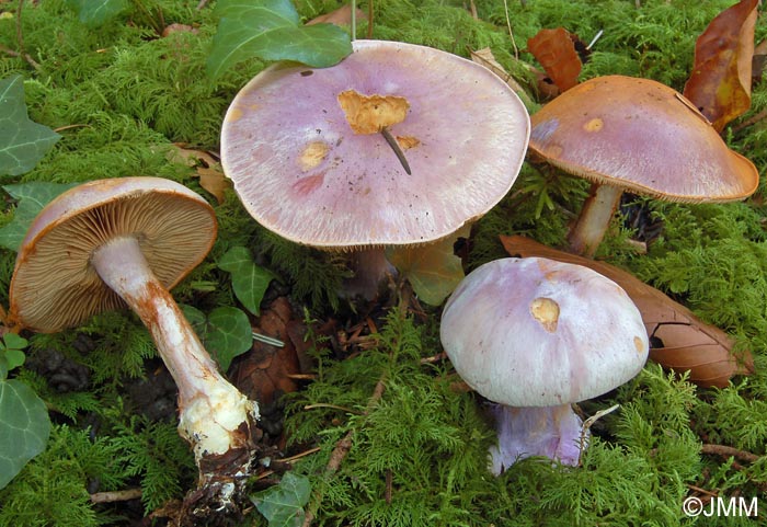 Cortinarius dibaphus