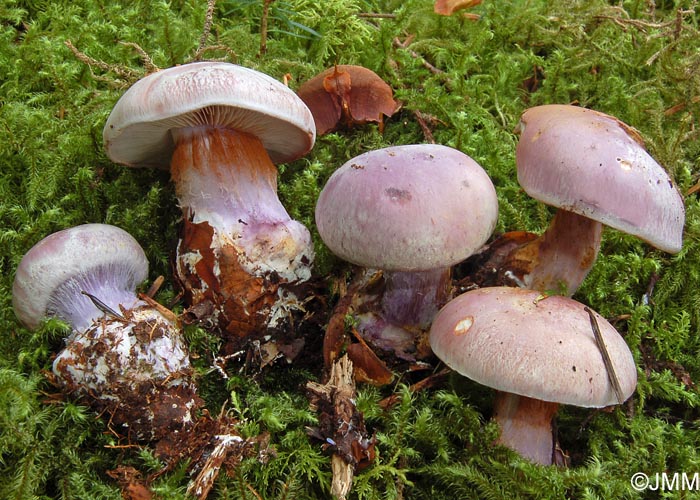 Cortinarius dibaphus