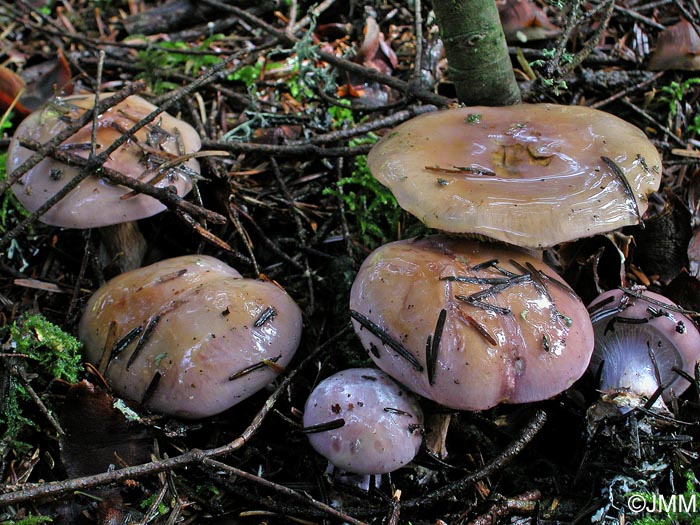 Cortinarius dibaphus