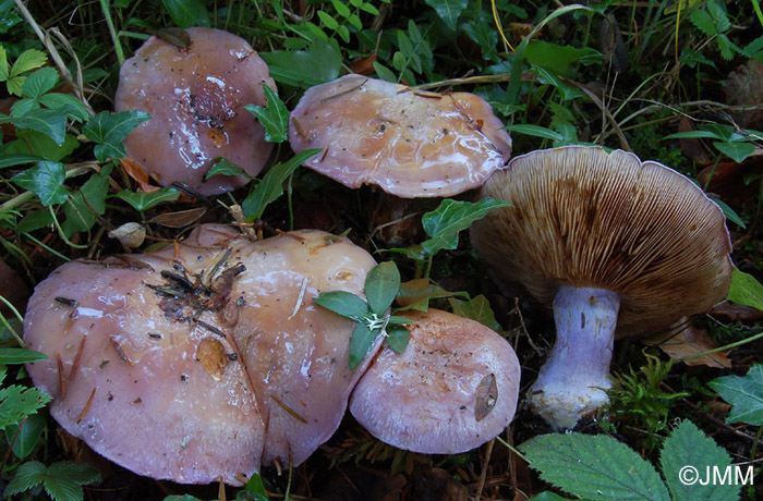 Cortinarius dibaphus