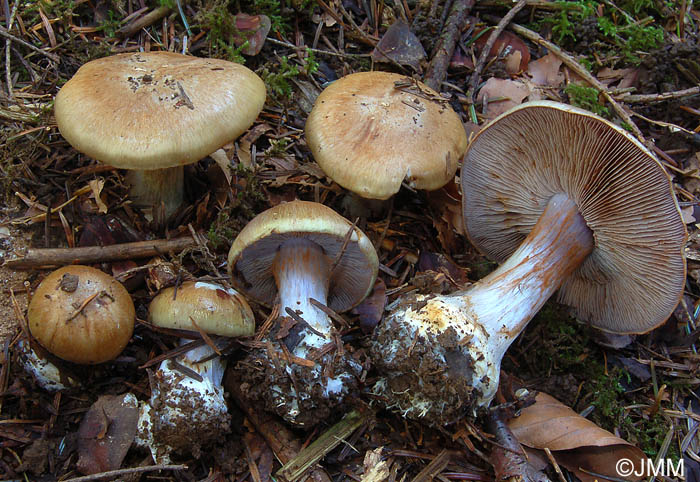 Cortinarius dionysae