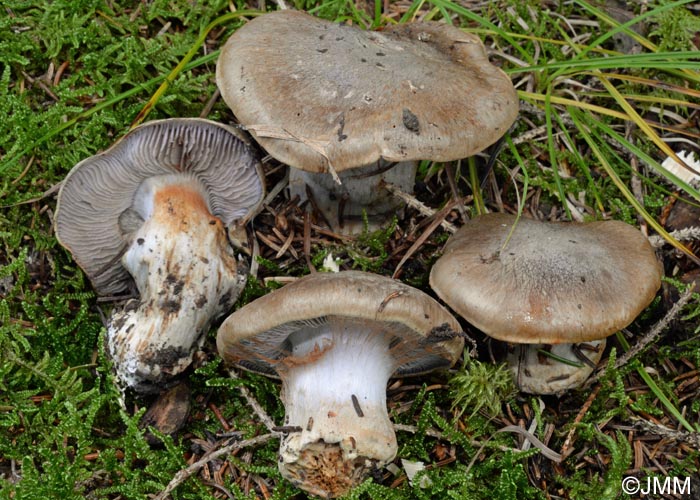 Cortinarius dionysae