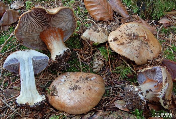 Cortinarius dionysae