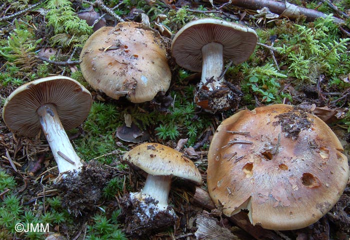 Cortinarius dionysae