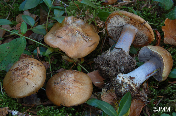 Cortinarius dionysae