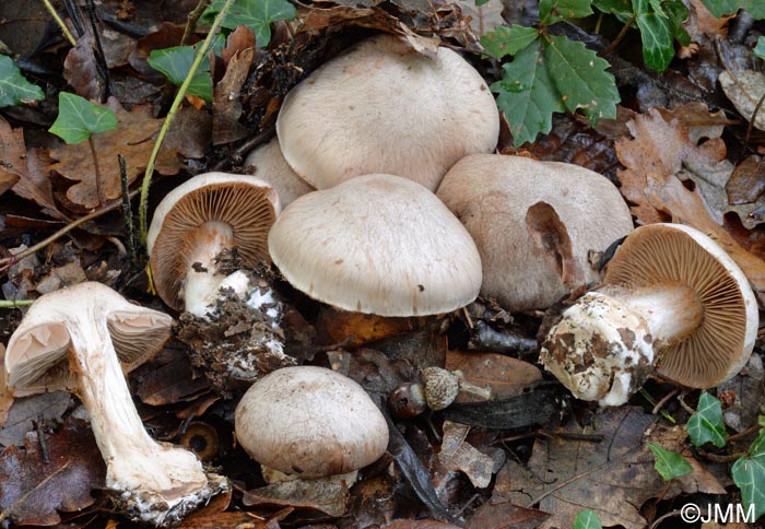 Cortinarius diosmus