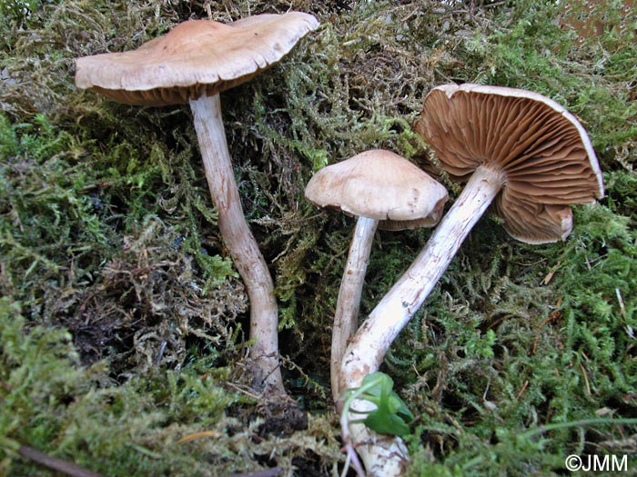 Cortinarius disjungendus