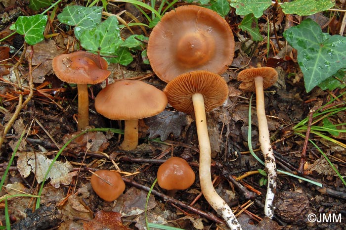 Cortinarius duracinus