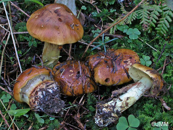 Cortinarius elegantior