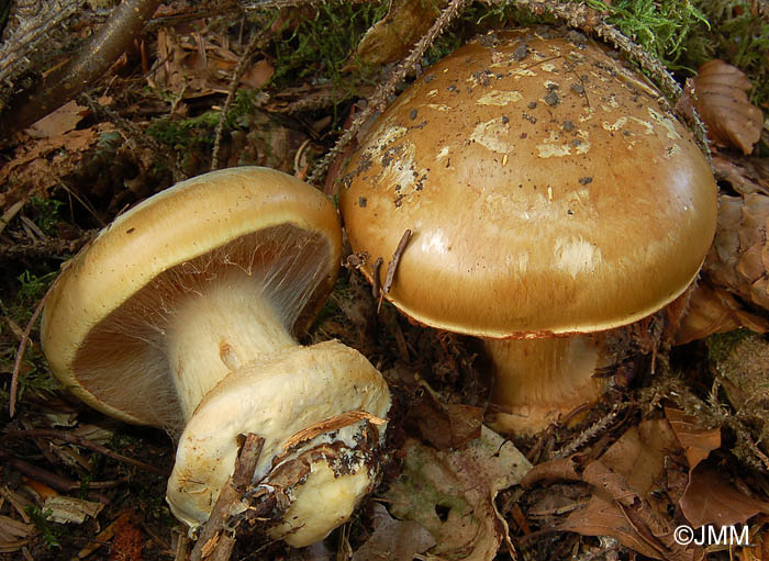 Cortinarius elegantior