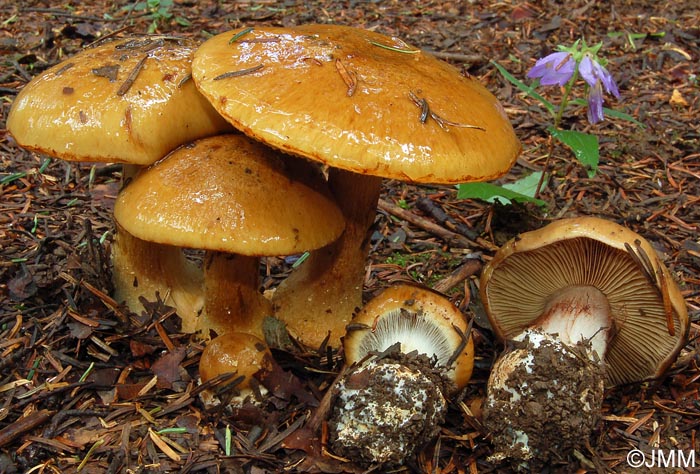 Cortinarius elegantior