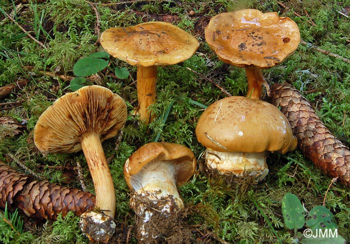 Cortinarius elegantior