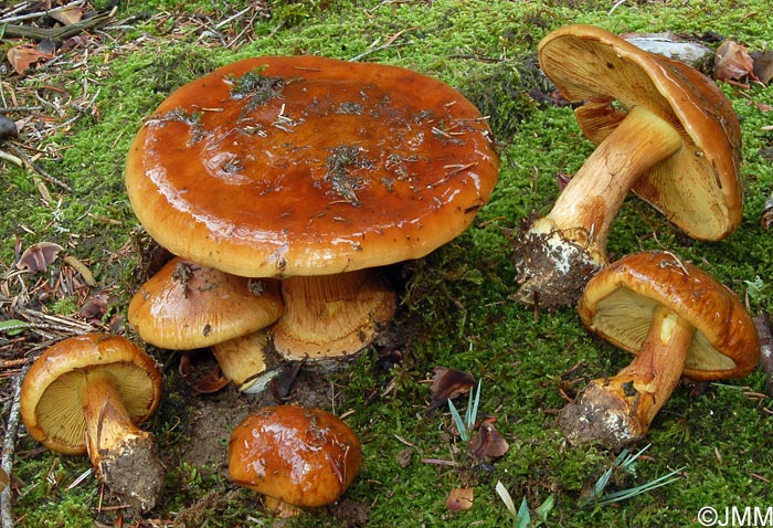 Cortinarius elegantior