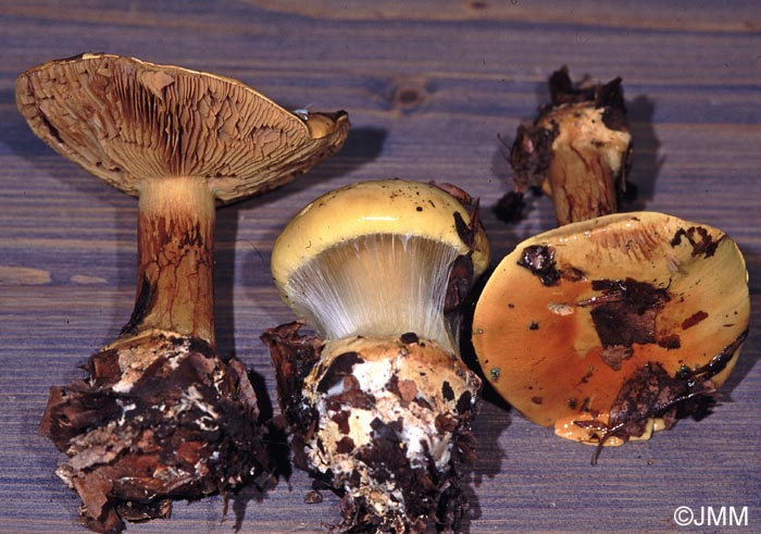 Cortinarius elegantissimus