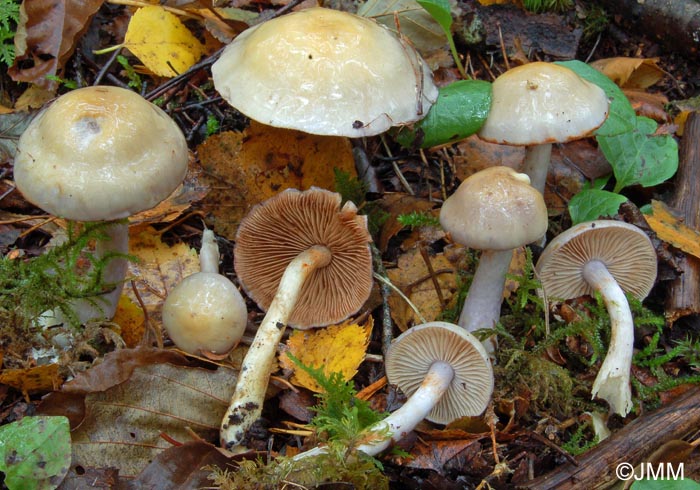 Cortinarius emunctus