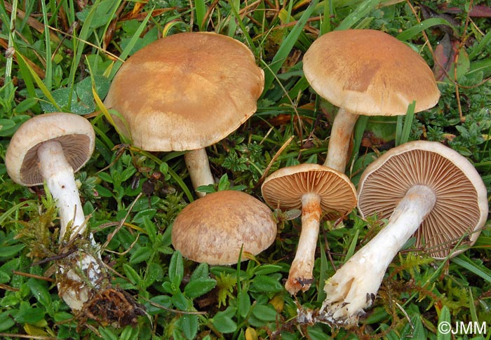 Cortinarius epsomiensis