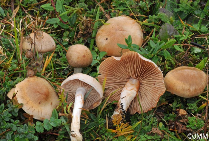 Cortinarius epsomiensis