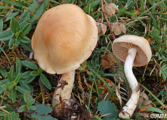 Cortinarius epsomiensis