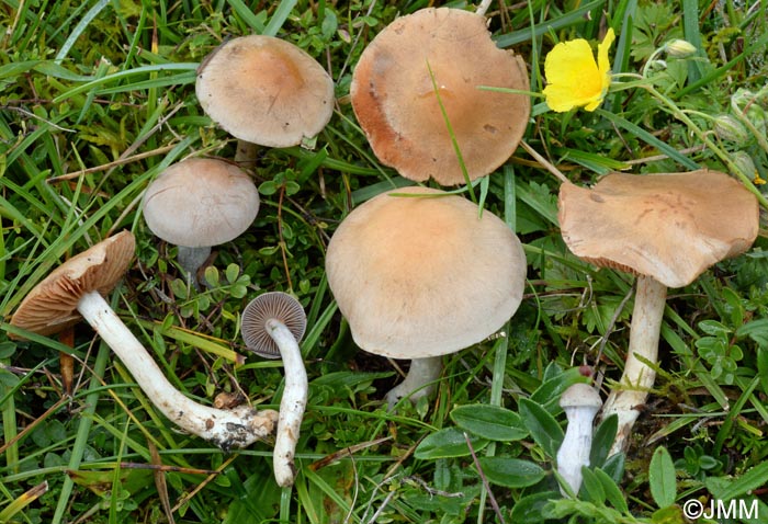 Cortinarius epsomiensis