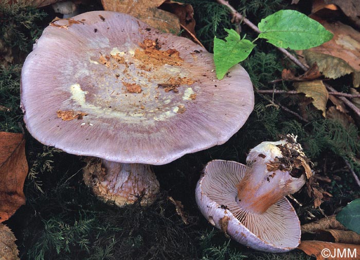 Cortinarius eucaerulescens